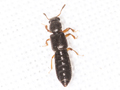 Bledius gallicus